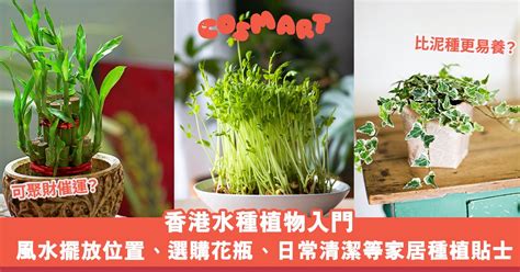 芙蓉擺放位置|芙蓉種植風水：如何避免犯太歲？ 風水師揭秘：芙蓉擺放位置有講究